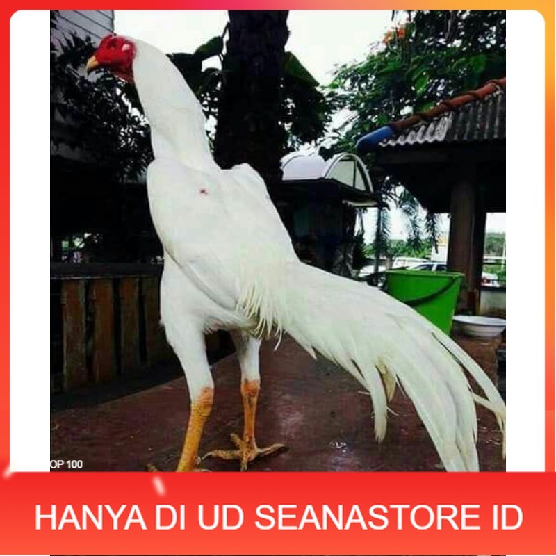 

EKOR LIDI PUTIH TELUR FERTIL UD SEANASTORE ID