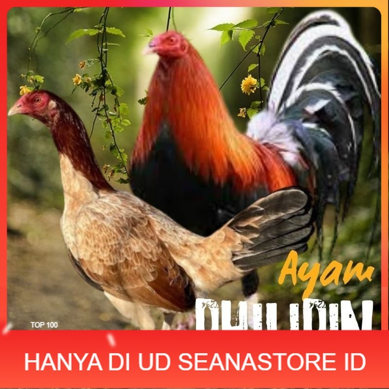 

telur ayam philipin import AK47 bisa untuk di tetaskan UD SEANASTORE ID