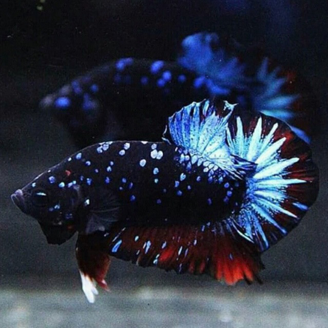 PROMO AWAL TAHUN Cupang Avatar Gordon Blue genetic
