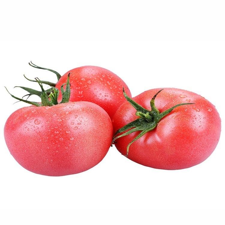 BENIH TOMAT MERAH JUMBO/TOMAT BEEF ISI 50 BIJI -BENIH UNGGUL MUDAH TUMBUH