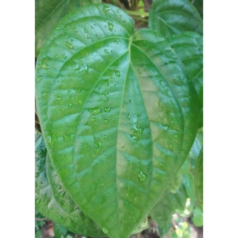 

Daun sirih hijau herbal / obat herbal