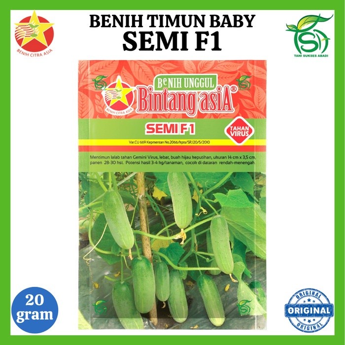 Benih Timun SEMI F1 (20 Gram) - Bibit Timun Lalap Baby Bintang Asia Gr