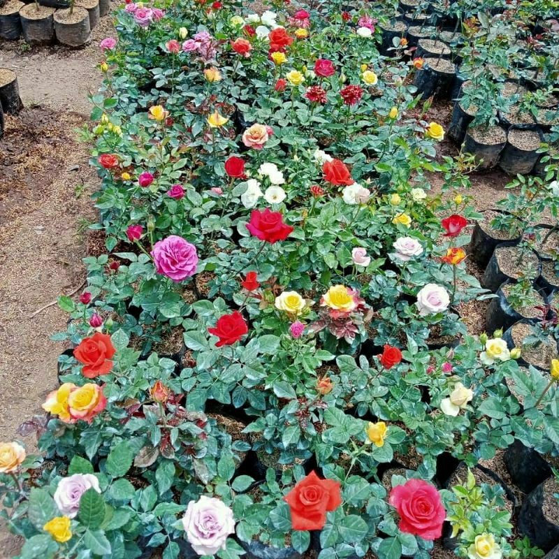 Bunga MAWAR JUMBO SUPER WANGI BERBUNGA-Tanaman Mawar Harum Berbunga