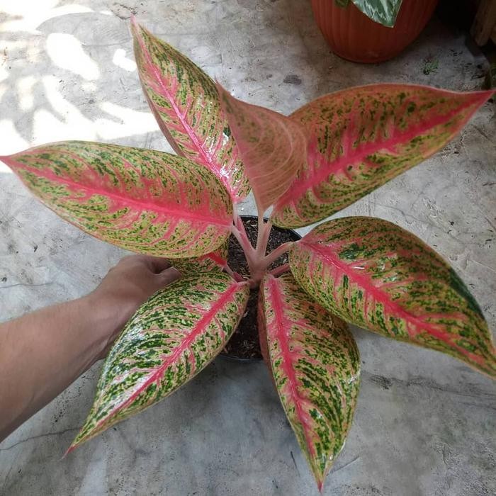 Tanaman Aglonema Legacy | aglonema bibit legacy