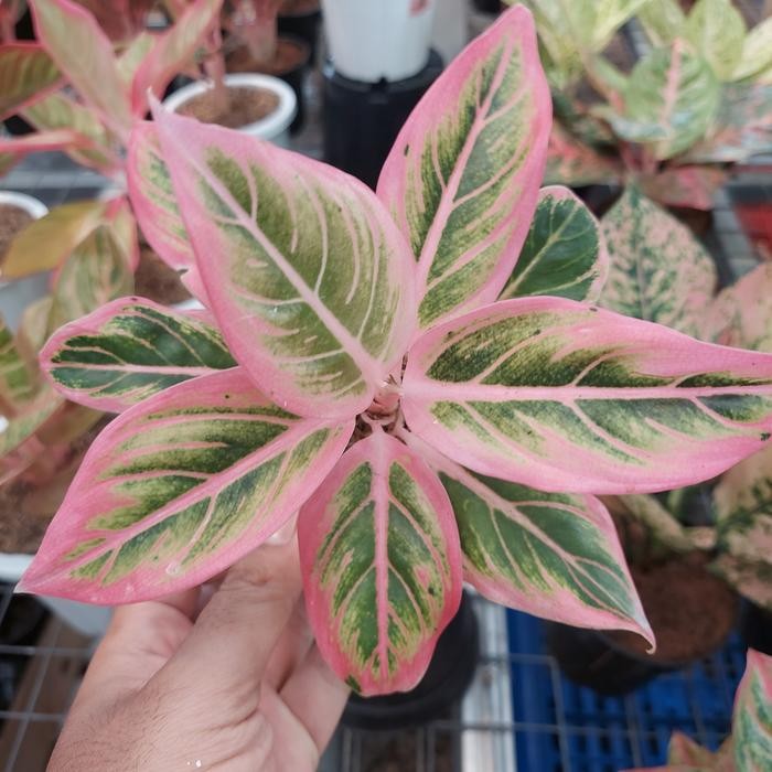 Aglonema Lotus Delight