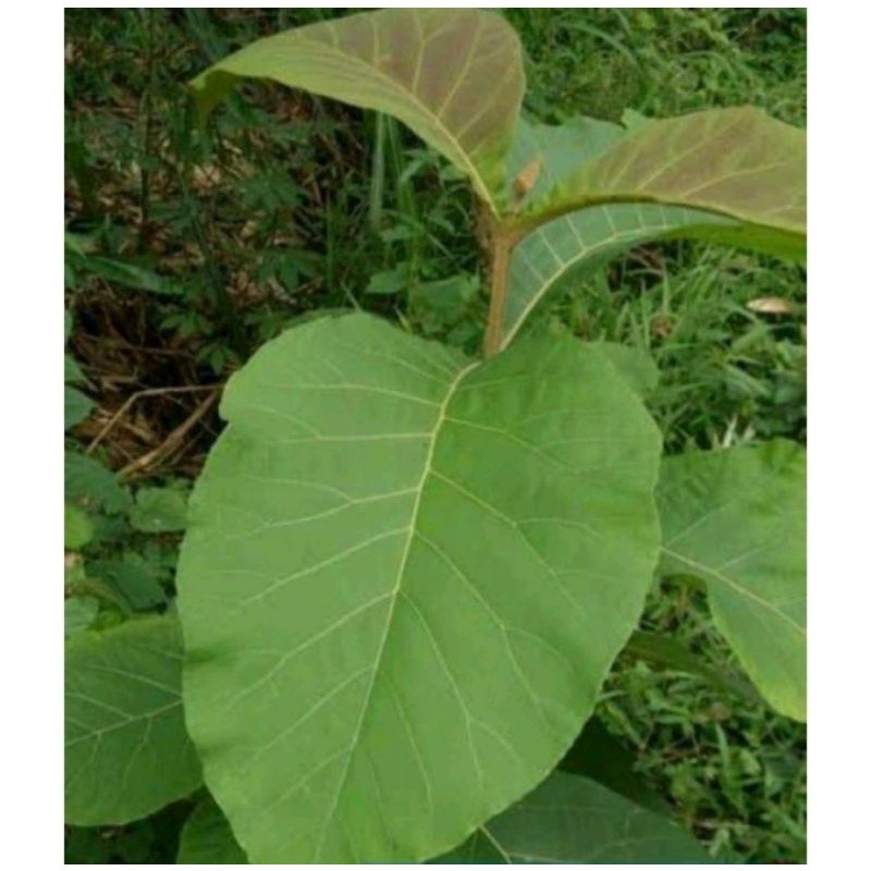 

jual daun jati segar 20 lembar