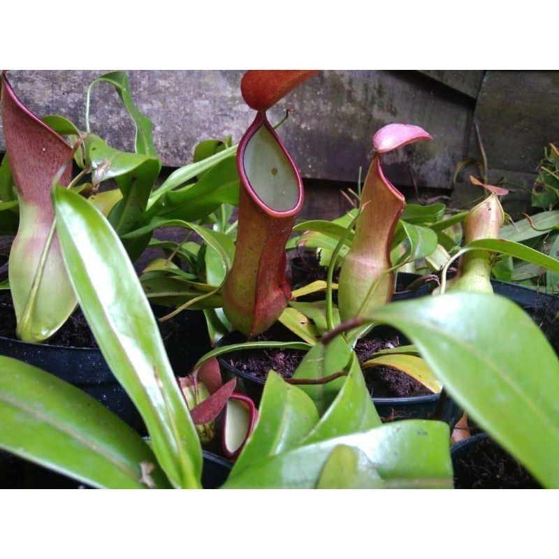 Promo Kantung Semar/nephantes gracilis A.L_96 A.L_96