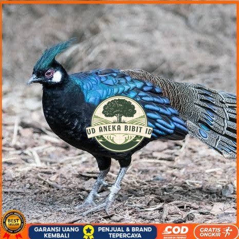 

Telur ayam hias ringneck palawan pheasant fertil untuk ditetaskan Langsung UD ANEKA BIBIT ID