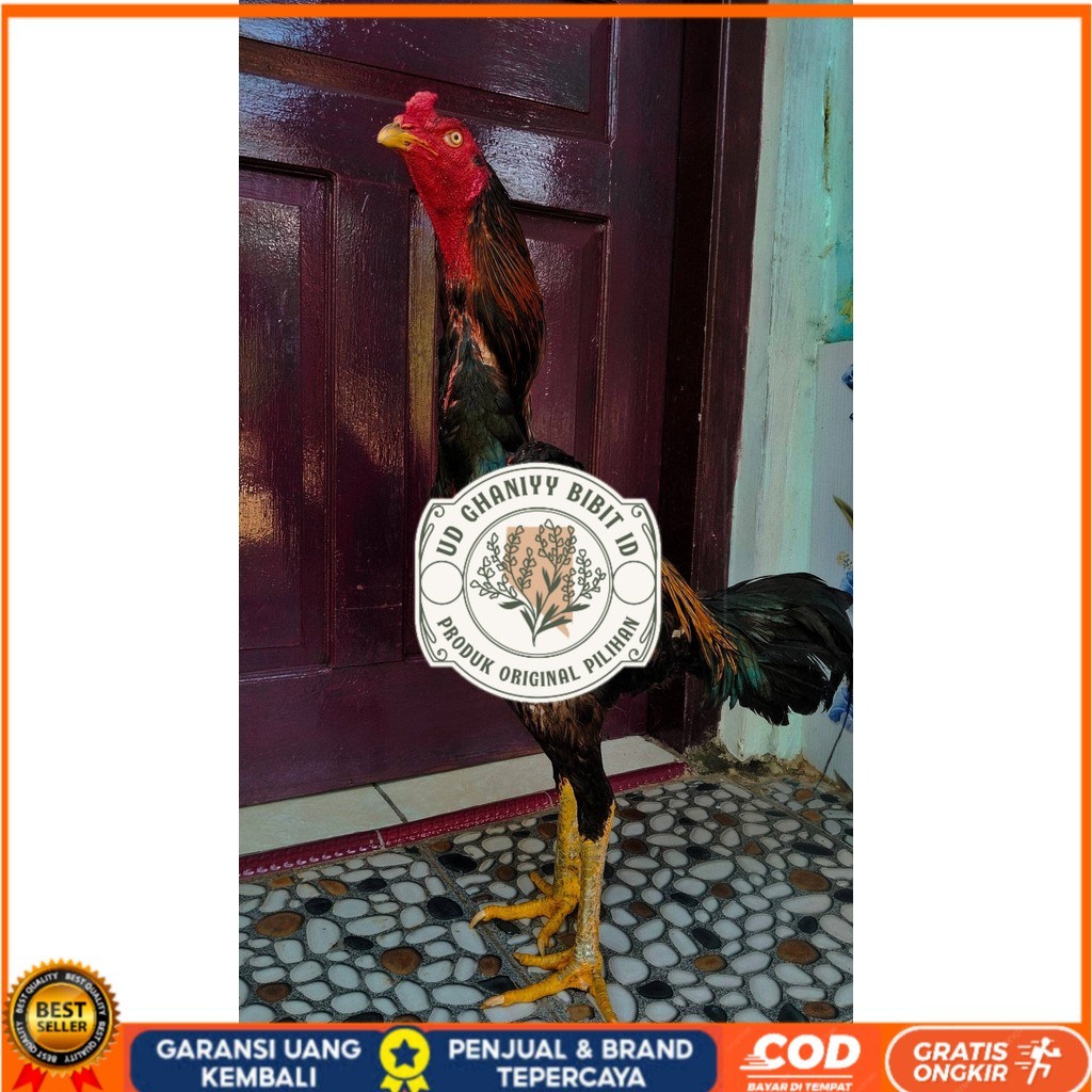 

Telur ayam shamo jepang bangkok aduan fertil asli siap ditetaskan - ayam-shamo UD GHANIYY BIBIT ID