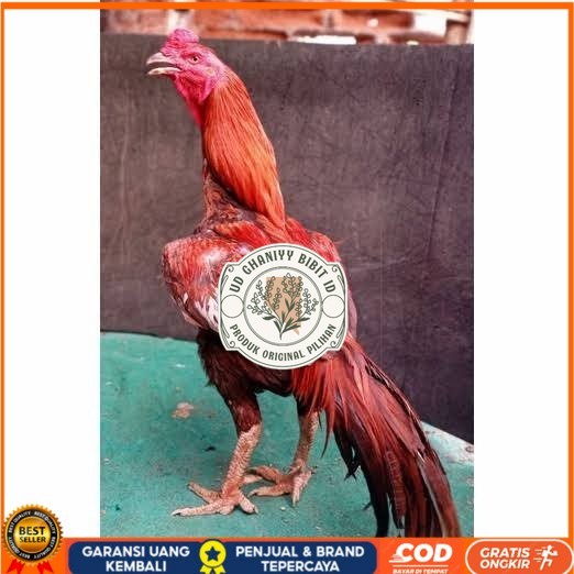 

Telur ayam bangkok super petarung aduan fertil asli UD GHANIYY BIBIT ID