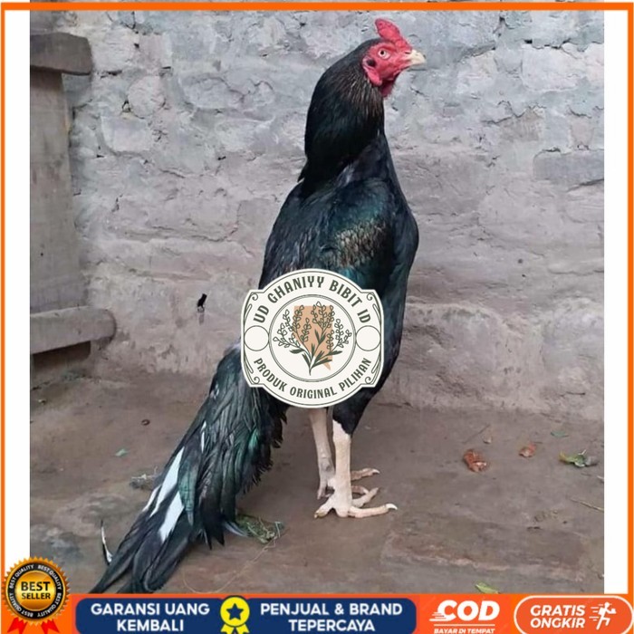 

Telur ayam hias bangkok ekor lidi petarung fertil siap ditetaskan - bngkok ekorlidi UD GHANIYY BIBIT ID