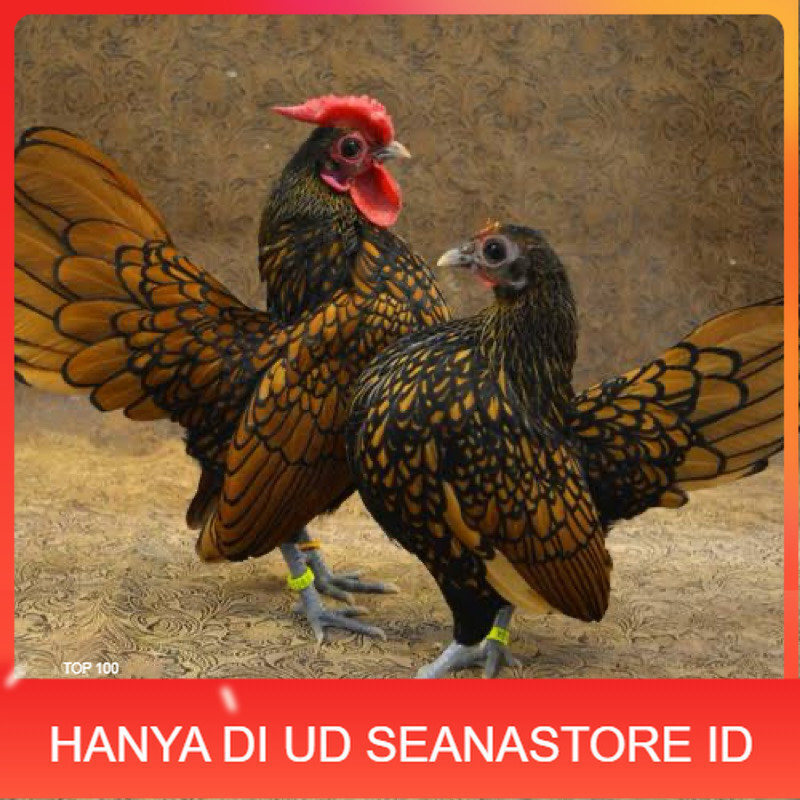 

TELUR FERTIL AYAM BATIK KANADA UNTUK DI TETASKAN UD SEANASTORE ID