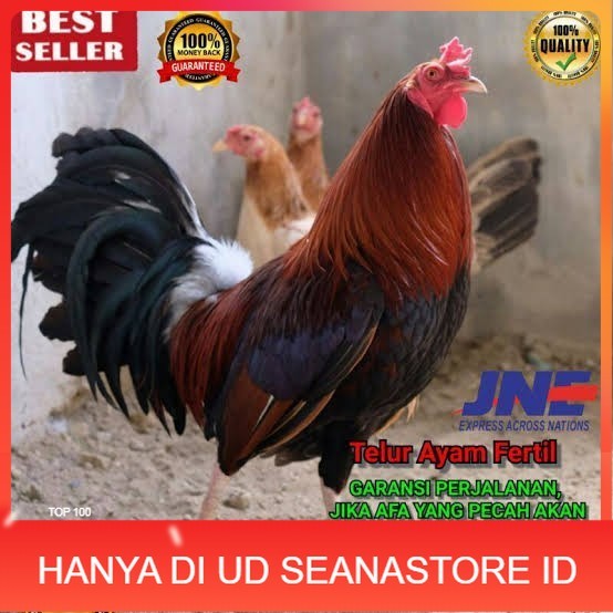 

Telur ayam hias pilipin fertil bisa ditetaskan Langsung UD SEANASTORE ID