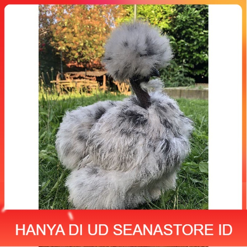 

TELUR AYAM HIAS SHOWGIRL SILKY / KAPAS SILKY LEGUN UNTUK DI TETASKAN UD SEANASTORE ID