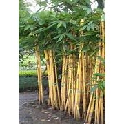 tanaman bambu hias (Bambusa vulgaris var. striata)- indoor