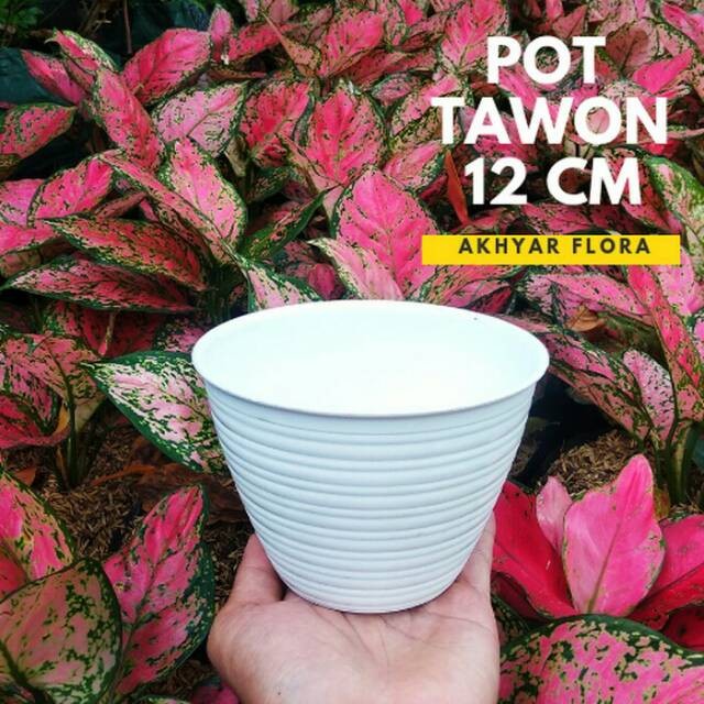 Pot Bunga Tawon Putih ukuran 12cm Pot Bunga Tawon Putih