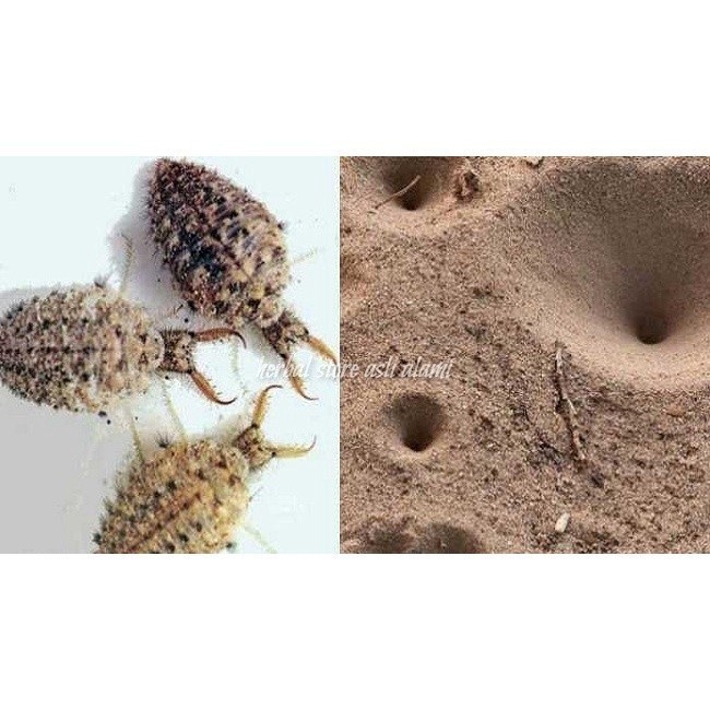 

herbal tradisional undur-undur kondisi hidup