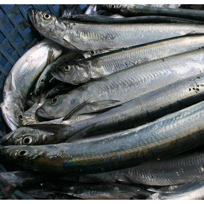 

Ikan Parang Segar 1Kg / Golok Fish