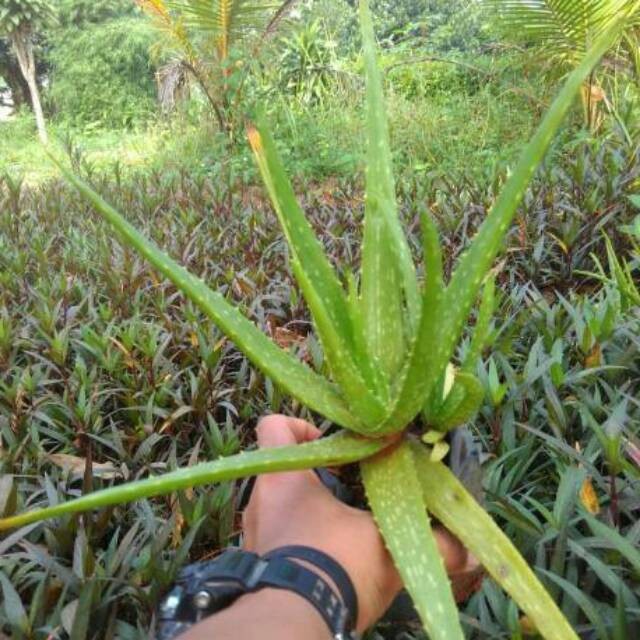 Tanaman lidah buaya tanaman herbal lidah buaya