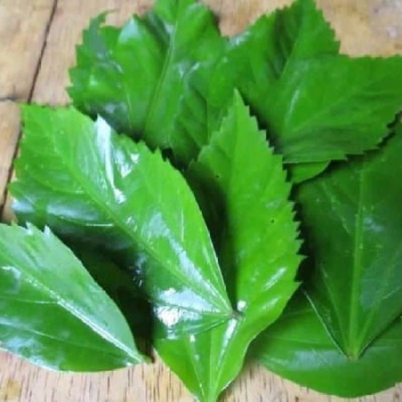 

Daun Kembang Sepatu - Obat Gondongan Segar Di Ambil Dadakan di jamin fresh kak