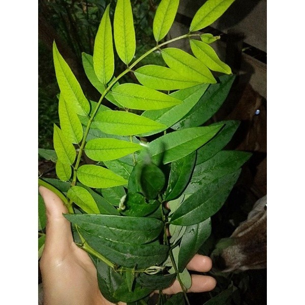 Daun indigofera segar 1 kg/ daun indigofera segar pakan ternak kaya akan frotein YL