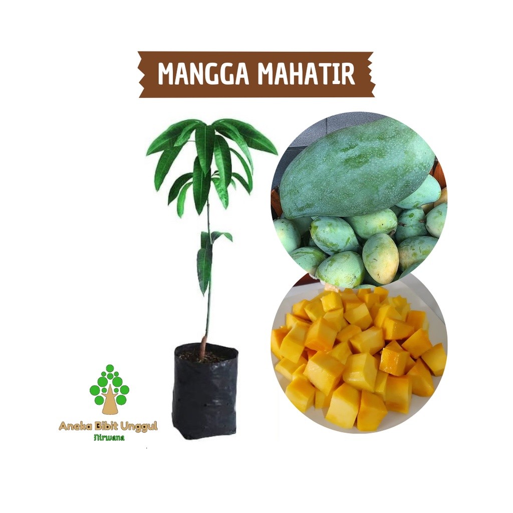 BIBIT BUAH MANGGA MAHATIR - BIBIT MANGGA MAHATIR - BIBIT MANGGA JUMBO -  BIBIT MANGGA