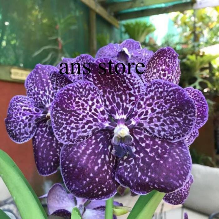 ANGGREK DENDROBIUM MAWAR BLUE Spike/Knop JUMBO
