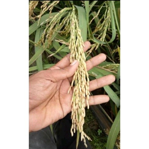 benih padi s400 (srikandi 400)