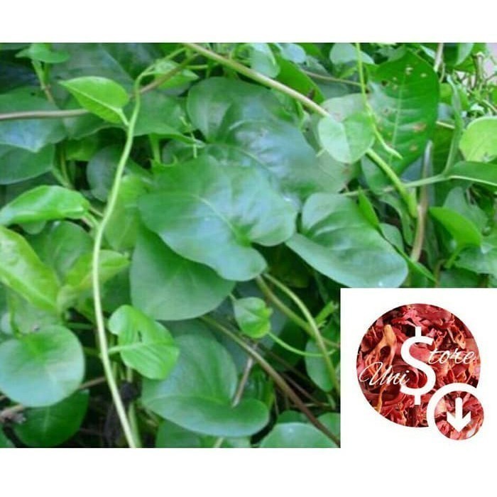 

DAUN BINAHONG MERAH DAN HIJAU SEGAR HEARTLEAF MADERAVINE MADEVINE DENG SAN CHI - S Herbal