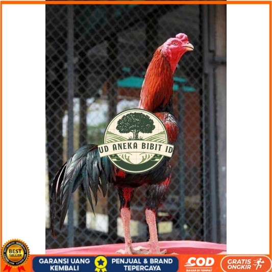 

TELUR RAJA SAIGON FRESH FERTIL UD ANEKA BIBIT ID