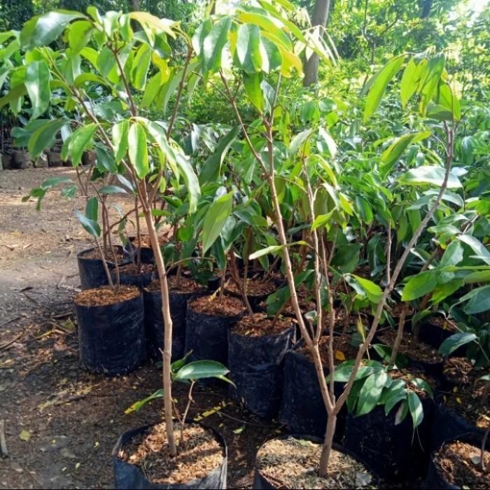 bibit tanaman buah leci merah berbunga