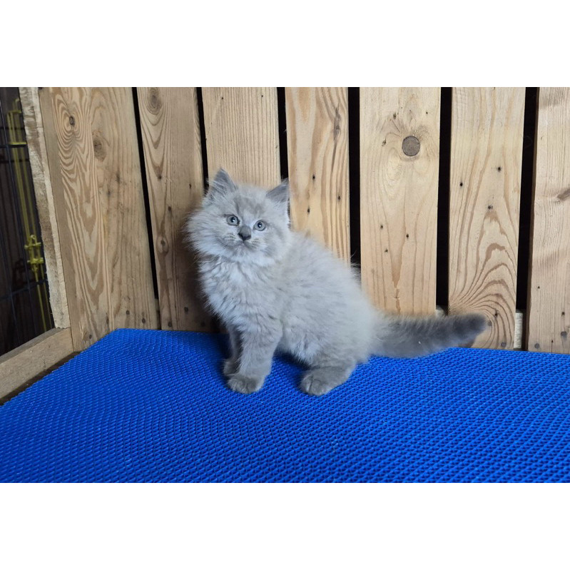 Persia Longhair Warna Unik, Anak Kucing Kitten