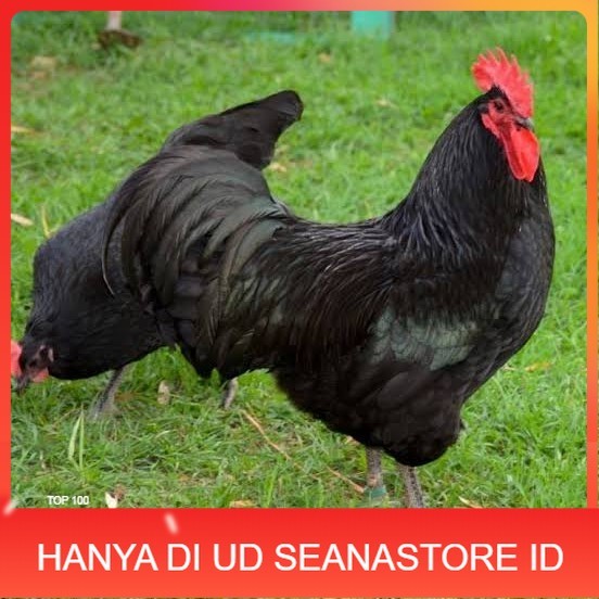 

Telur ayam black australorp / telur ayam hias / telur fertil siapkirim UD SEANASTORE ID