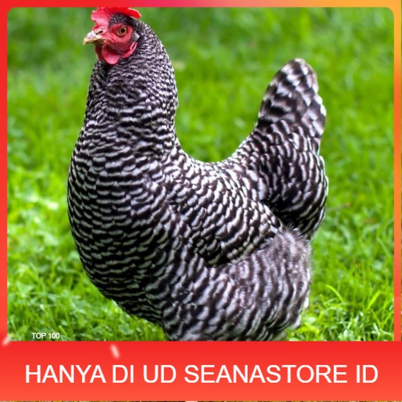 

TELUR AYAM HIAS PETELUR BARRED ROCK UNTUK DI TETASKAN UD SEANASTORE ID