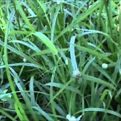 

Rumput Teki Segar/300grm