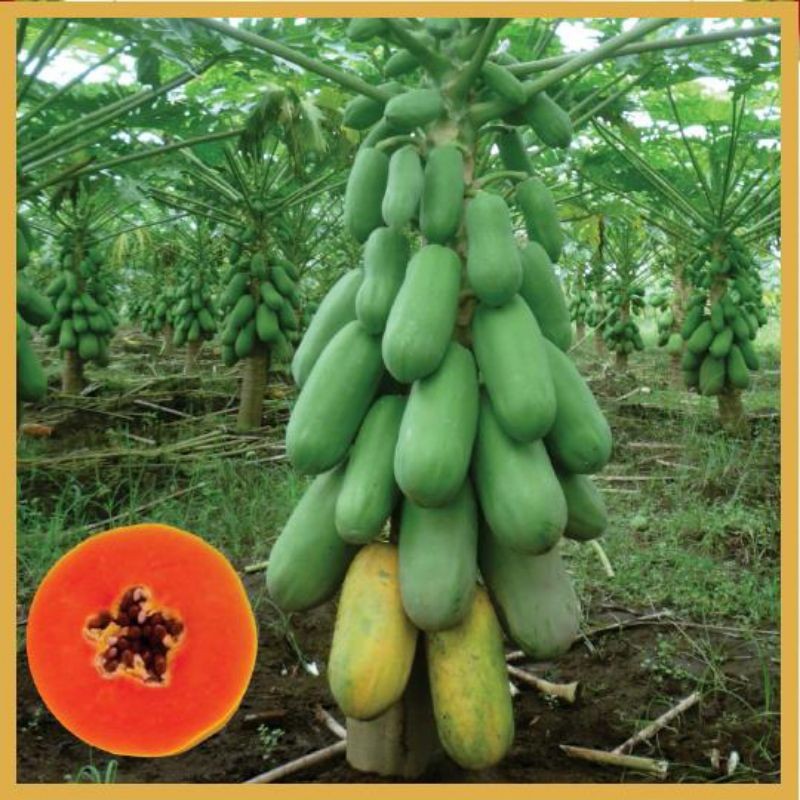 

BUAH PEPAYA setengah matang SEGAR DI AMBIL LANGSUNG DARI POHON NYA READY STOK
