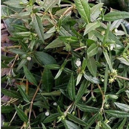

TERBARU DAUN ORANG ARING