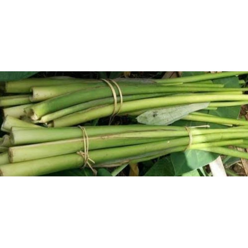 

BATANG TALAS/LOMPONG 100 gram
