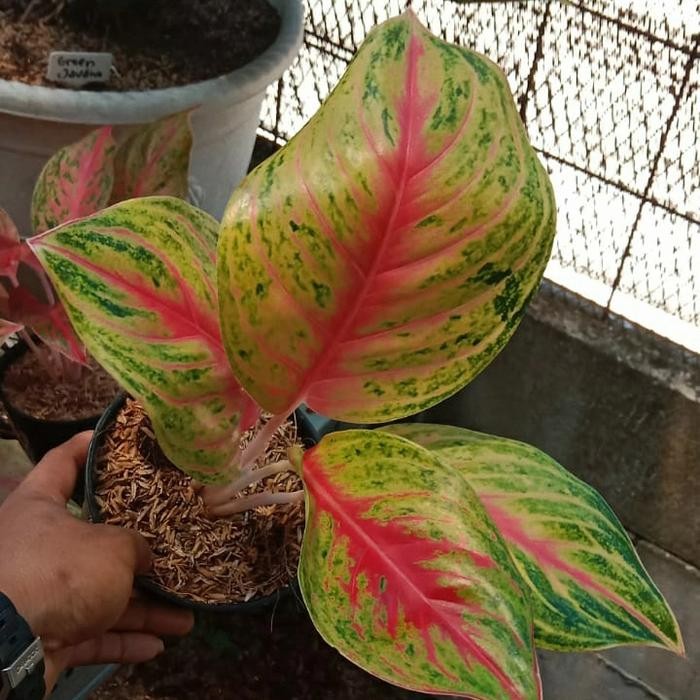 aglonema andini dewasa (free 2 tanaman hias)