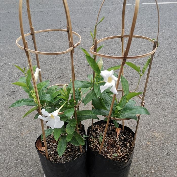 Tanaman alamanda kuning/ alamanda merah/ alamanda putih/ alamanda ungu - Putih