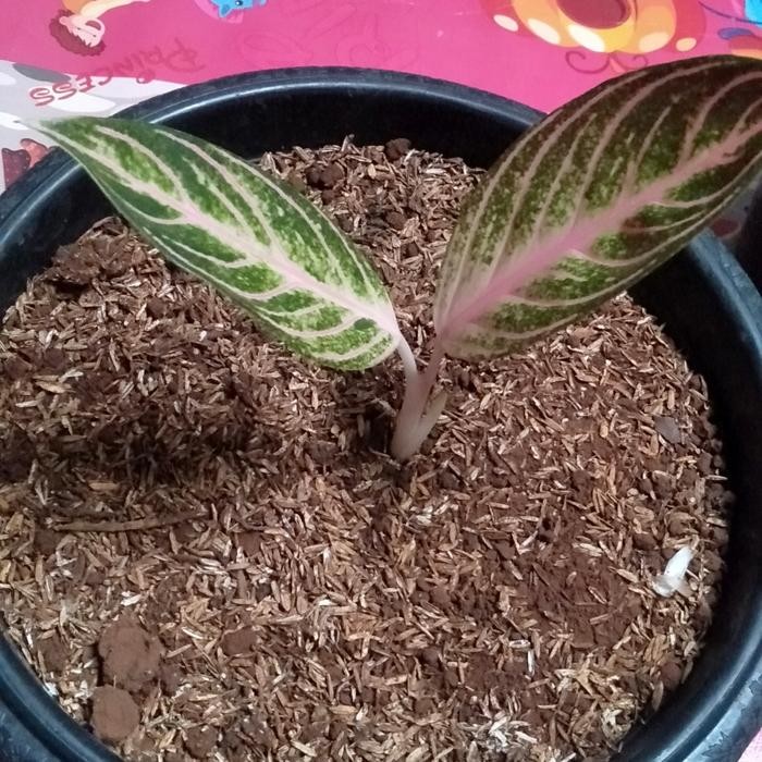 Red sumatra pride of sumatra