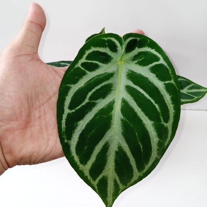 anturium silver blush mangkok