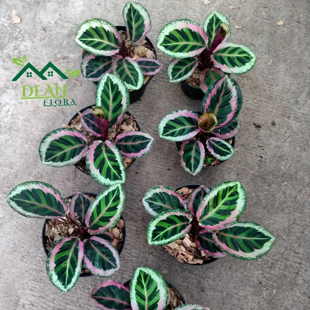 Tanaman Hias Calathea Angela - Calathea Angela - Pohon Calathea