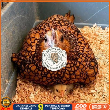 

Telur ayam serama kate batik kanada telur ayam hias fertil siap cod UD GHANIYY BIBIT ID