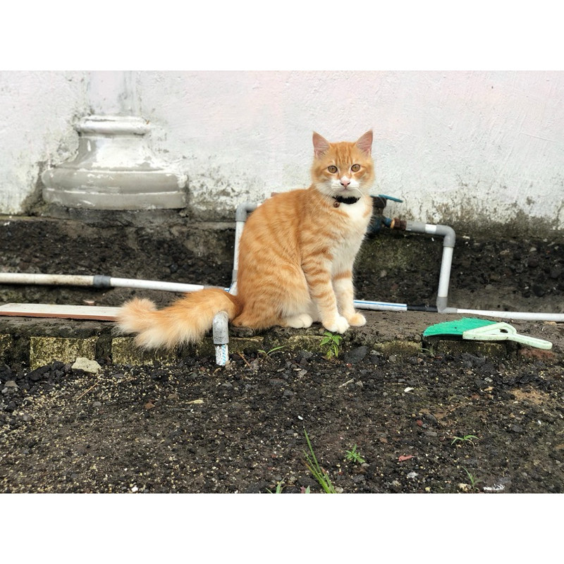 kucing anggora jantan