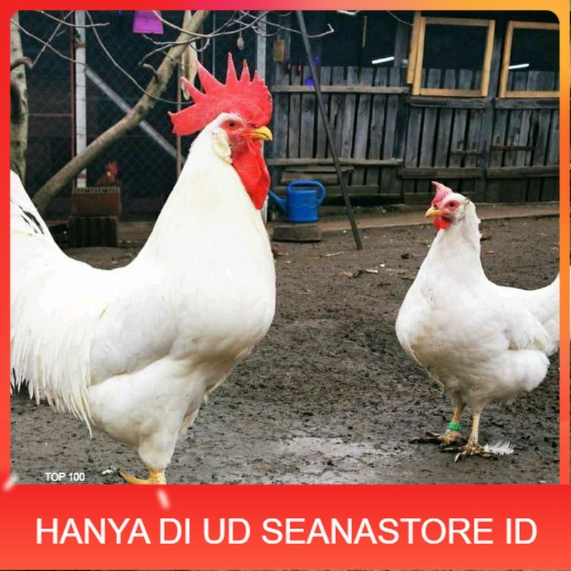 

TELUR AYAM ELBA PETELUR UNTUK DI TETASKAN UD SEANASTORE ID