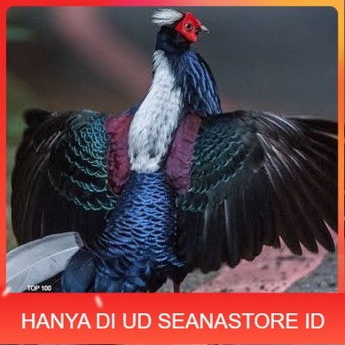

Telur ayam hias ringneck swinhoe pheasant fertil asli UD SEANASTORE ID