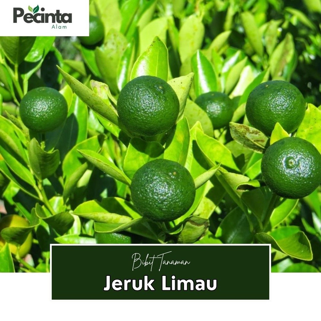 Bibit Jeruk Limau/jeruk sambal jeruk sambal atau jeruk limau