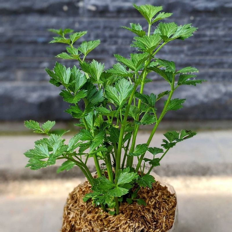 Tanaman Hidup Sayur Seledri - Bibit Tanaman Polybag Daun Seledri - Daun Celery