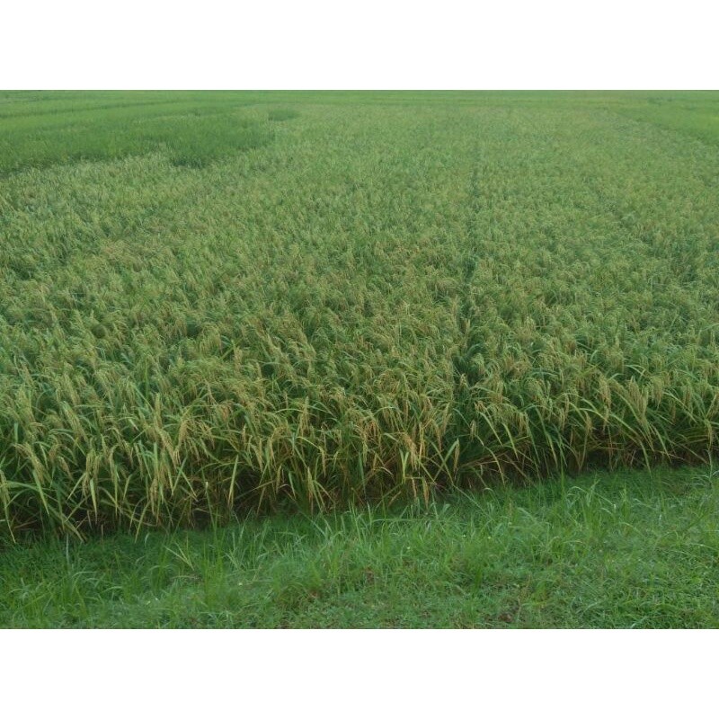 Benih Padi Cakrabuana 04